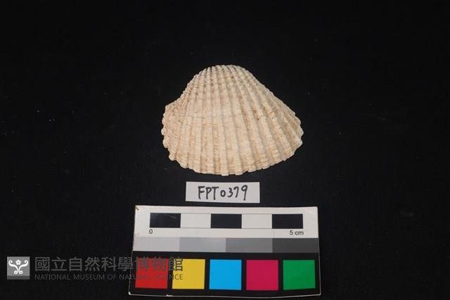 貝殼藏品圖，第1張