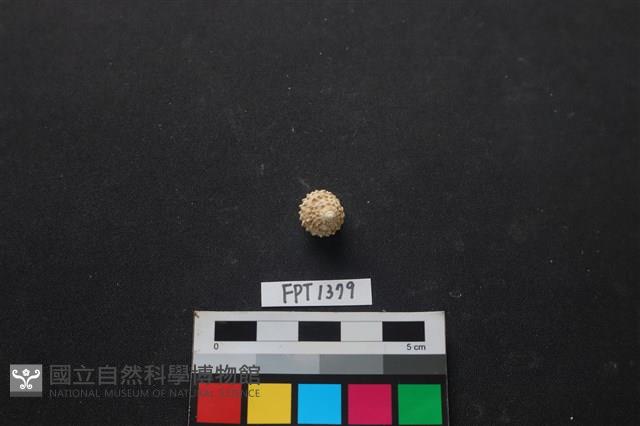 貝殼藏品圖，第1張
