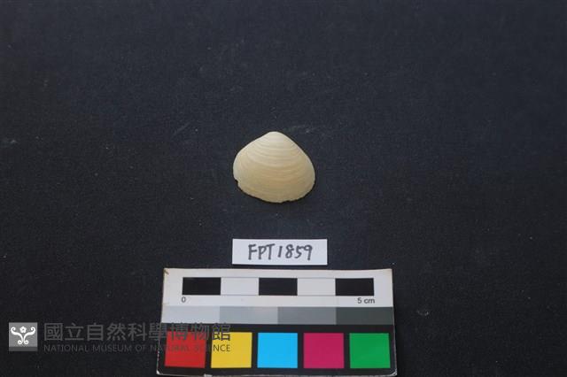 貝殼藏品圖，第1張