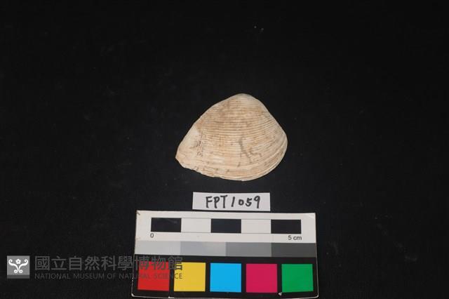 貝殼藏品圖，第1張