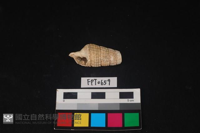 貝殼藏品圖，第1張