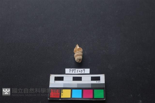 貝殼藏品圖，第1張