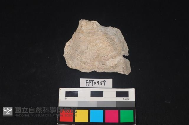 貝殼藏品圖，第1張