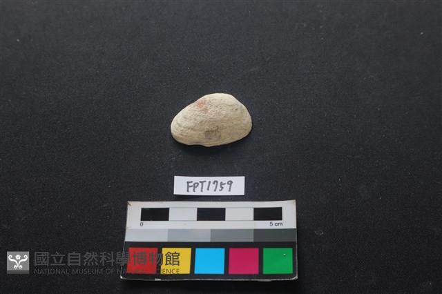 貝殼藏品圖，第1張