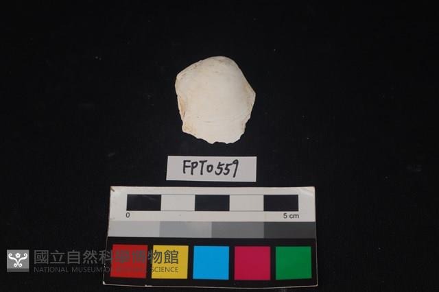貝殼藏品圖，第1張