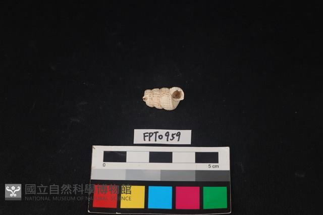 貝殼藏品圖，第1張