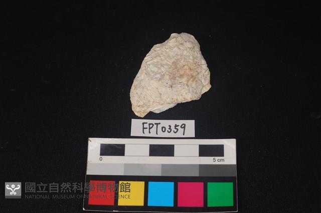 貝殼藏品圖，第1張