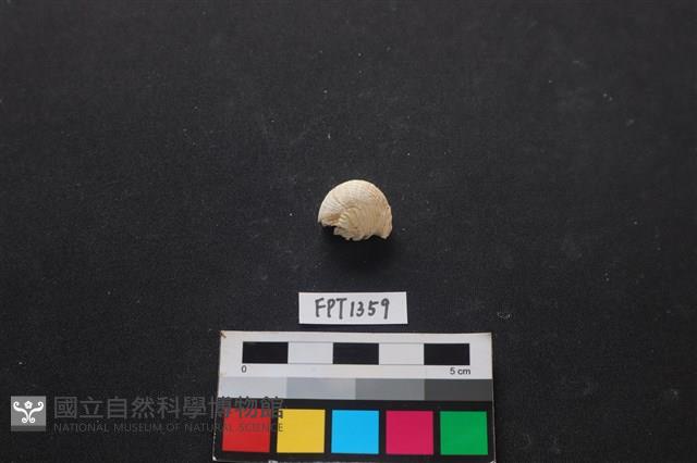 貝殼藏品圖，第1張