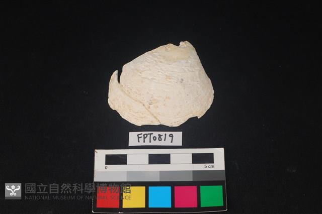 貝殼藏品圖，第1張