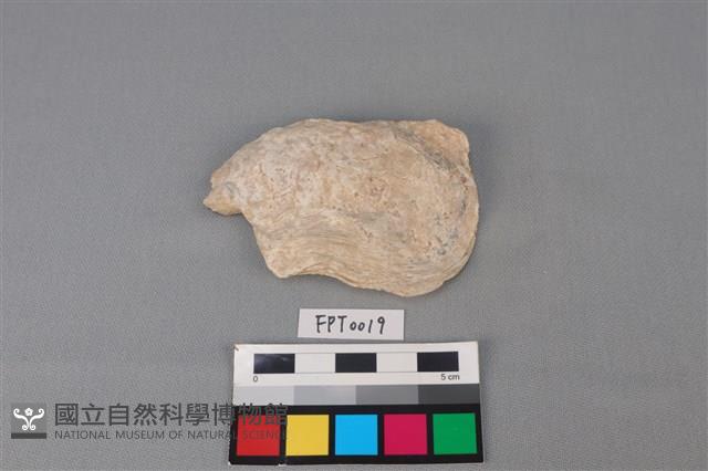 貝殼藏品圖，第1張