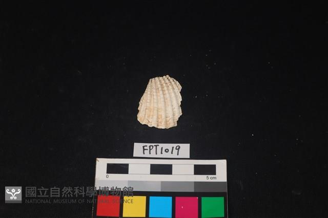 貝殼藏品圖，第1張