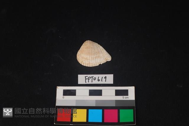 貝殼藏品圖，第1張