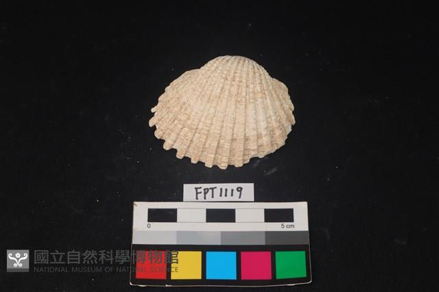 貝殼藏品圖，第1張
