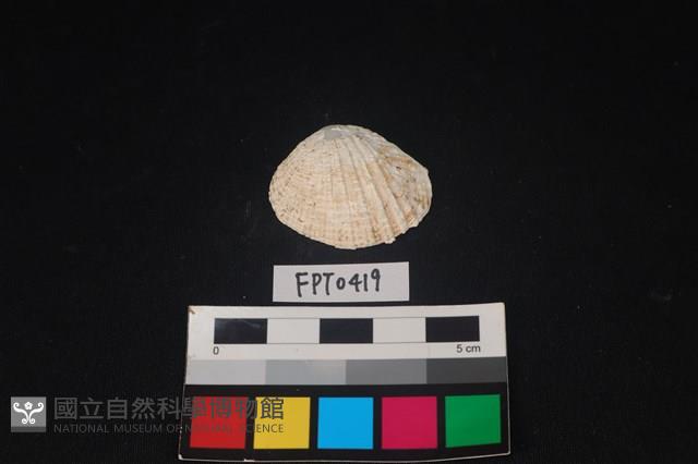 貝殼藏品圖，第1張