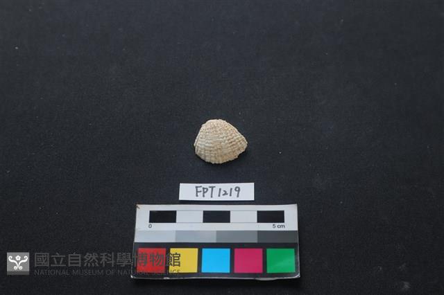 貝殼藏品圖，第1張