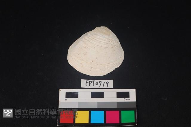 貝殼藏品圖，第1張