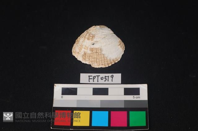 貝殼藏品圖，第1張