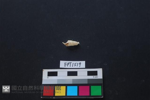 貝殼藏品圖，第1張