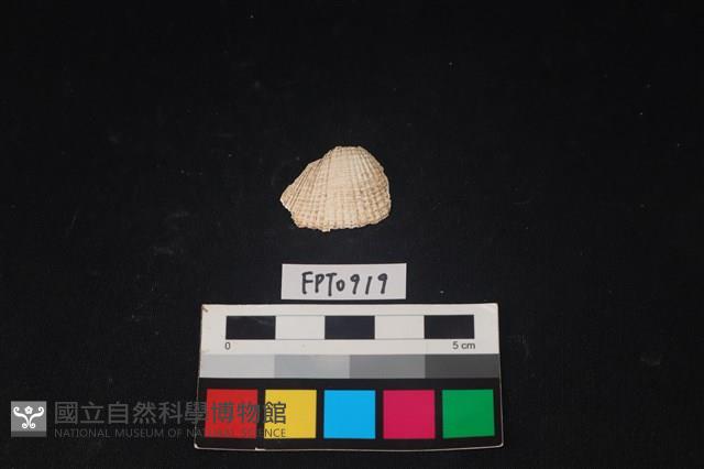 貝殼藏品圖，第1張