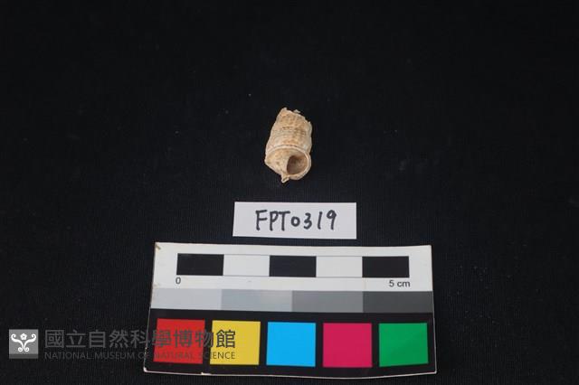 貝殼藏品圖，第1張