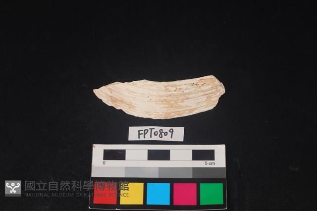 貝殼藏品圖，第1張