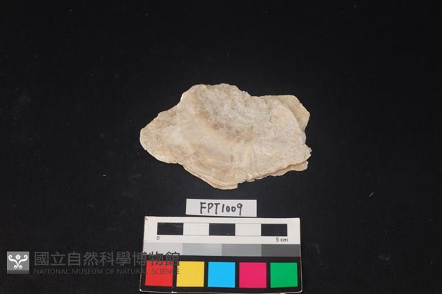 貝殼藏品圖，第1張