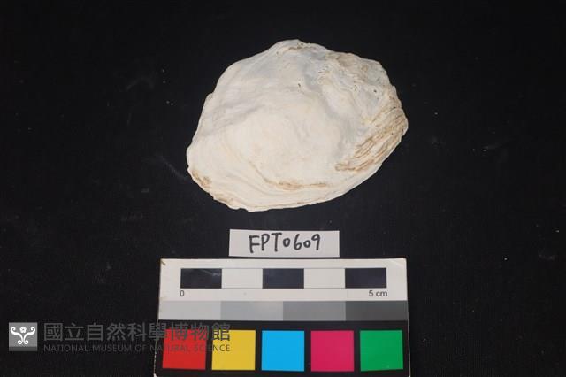 貝殼藏品圖，第1張