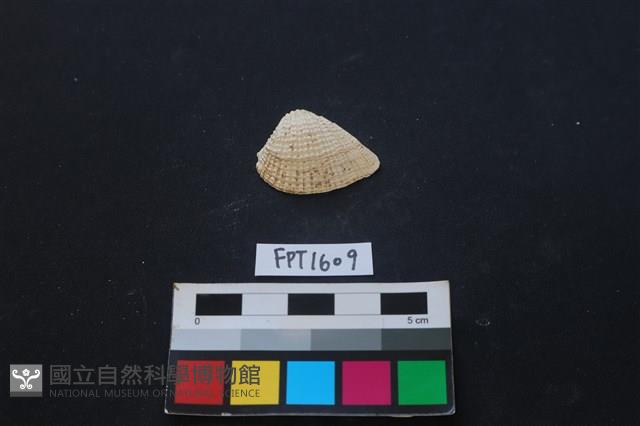 Accession Number:FPT1609 Collection Image, Figure 1, Total 2 Figures