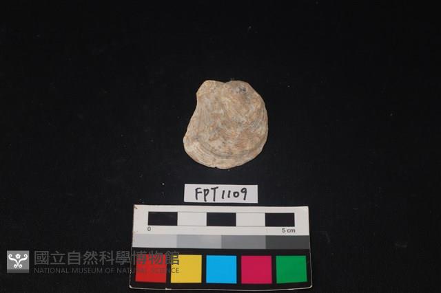 貝殼藏品圖，第1張