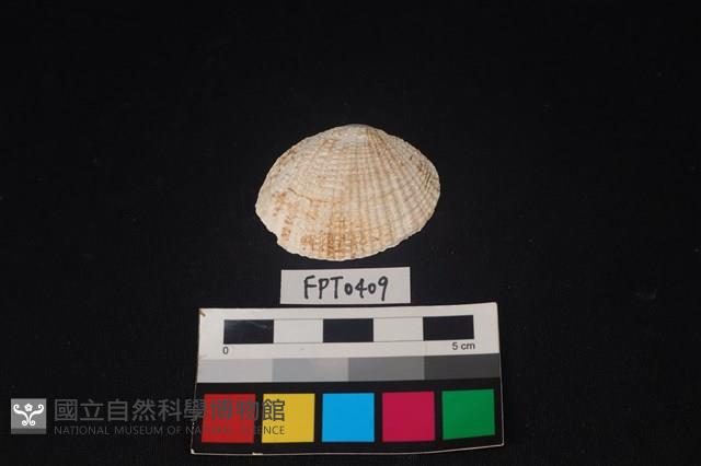 貝殼藏品圖，第1張