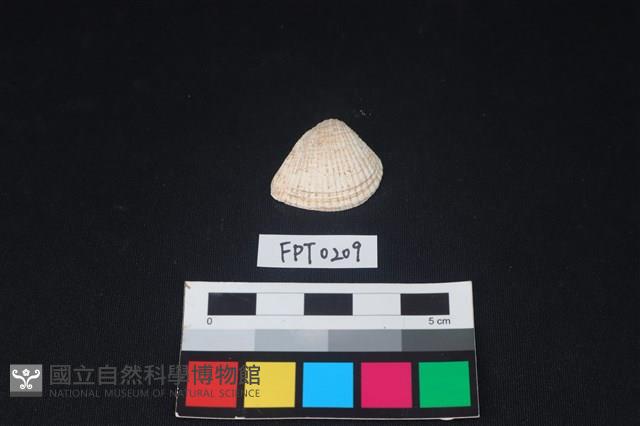 貝殼藏品圖，第1張