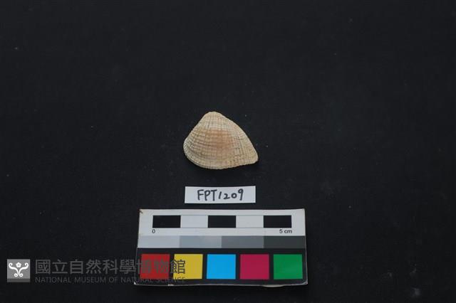 貝殼藏品圖，第1張