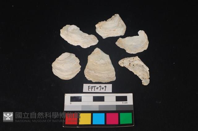 貝殼藏品圖，第1張