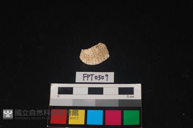 貝殼藏品圖，第1張