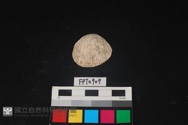 貝殼藏品圖，第1張