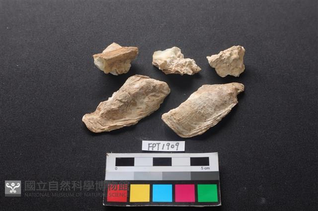 貝殼藏品圖，第1張