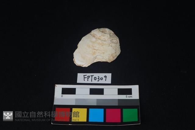 貝殼藏品圖，第1張