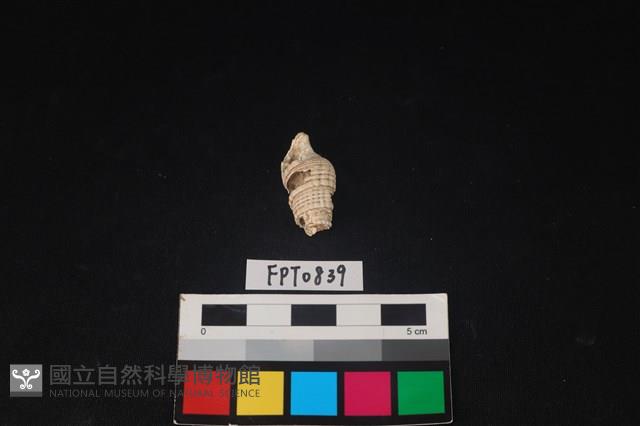 貝殼藏品圖，第1張