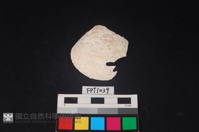 貝殼藏品圖，第1張