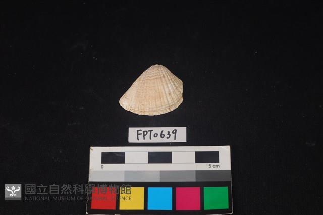 貝殼藏品圖，第1張