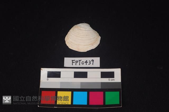 貝殼藏品圖，第1張