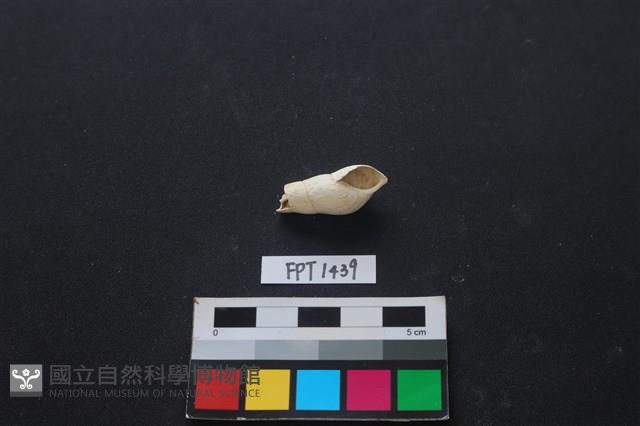 貝殼藏品圖，第1張