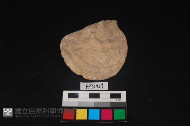 貝殼藏品圖，第1張