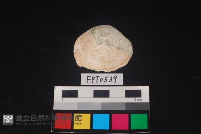 貝殼藏品圖，第1張