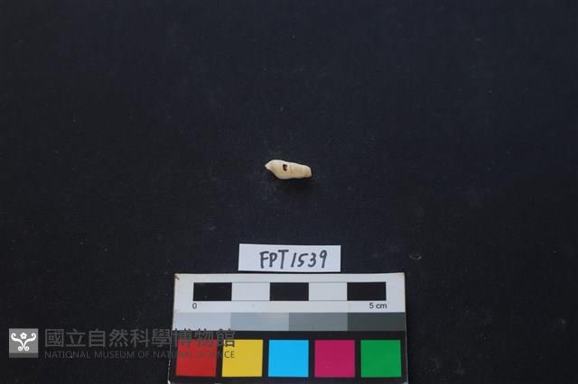 貝殼藏品圖，第1張
