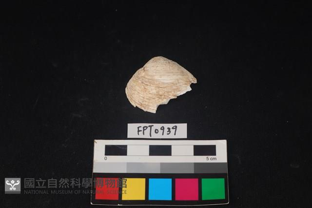 貝殼藏品圖，第1張