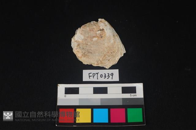 貝殼藏品圖，第1張