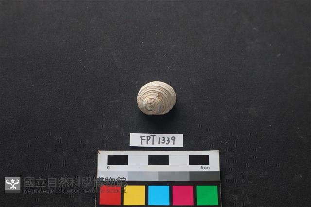 貝殼藏品圖，第1張