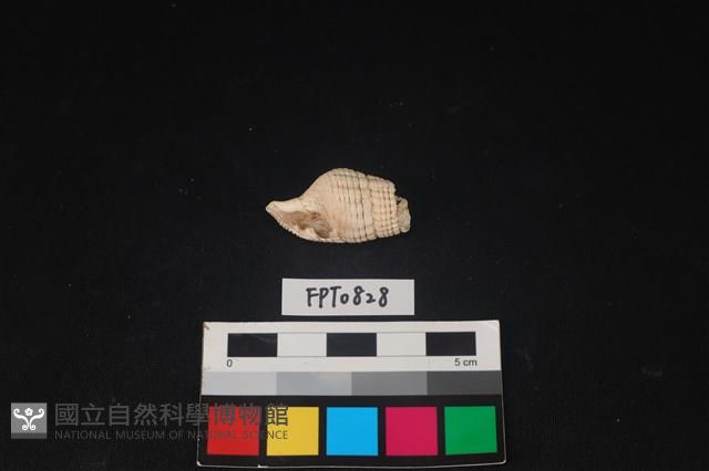 貝殼藏品圖，第1張