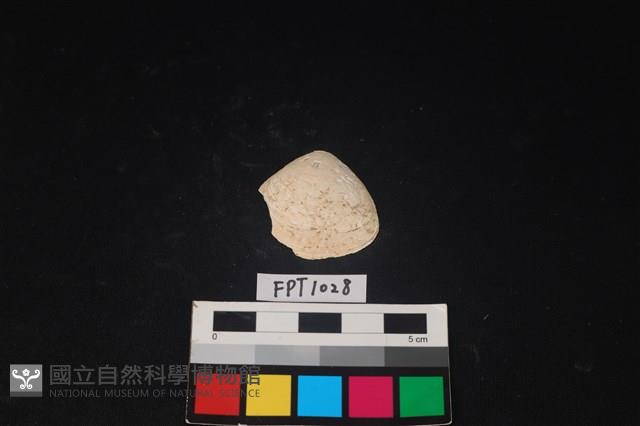 貝殼藏品圖，第1張